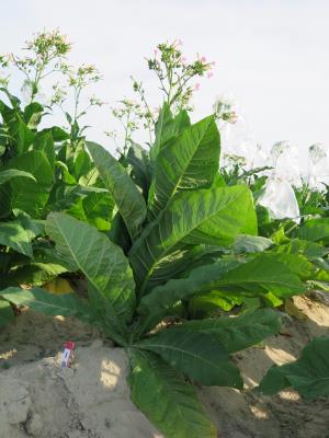 PLANT